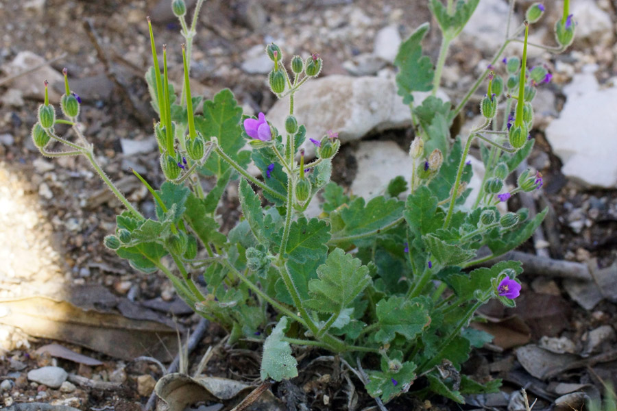 Erodium chium / Becco di gr di Chio